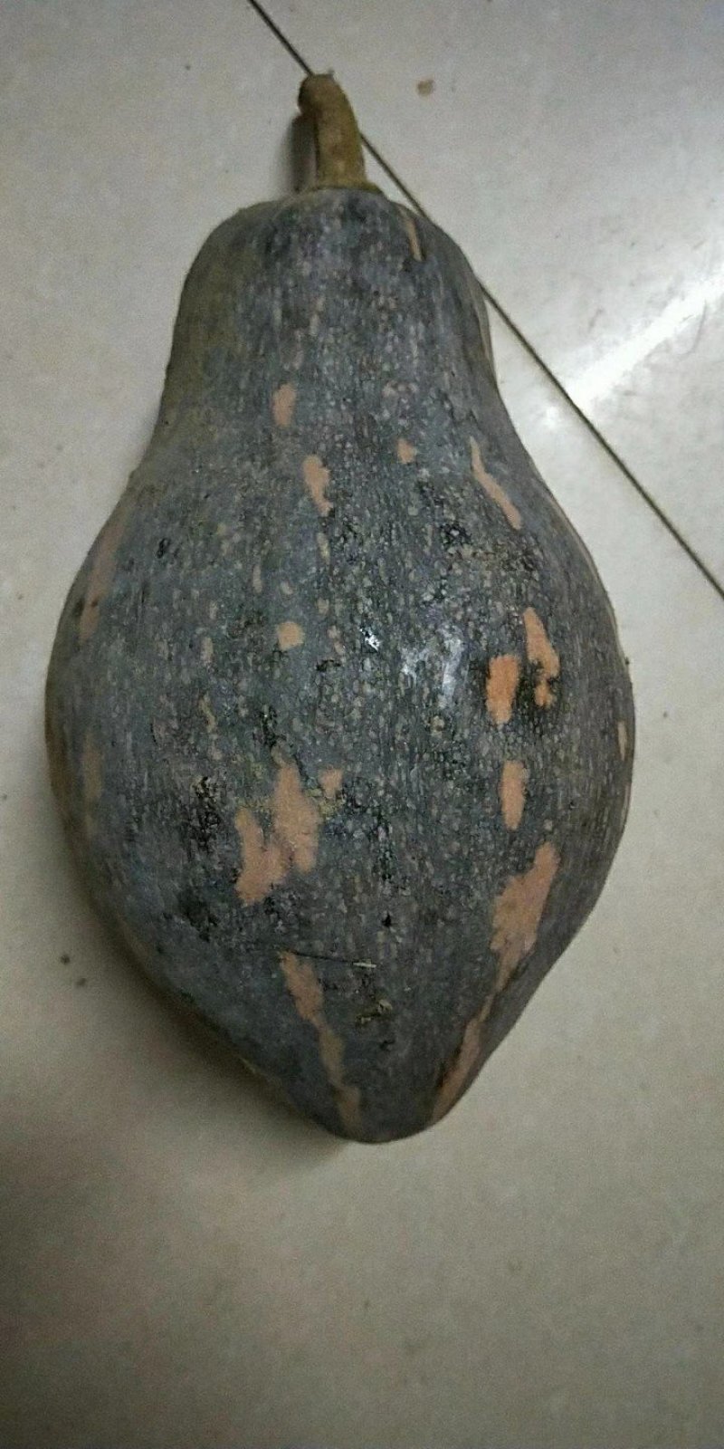 香芋南瓜苗《杂交种子，种苗》，基地直发