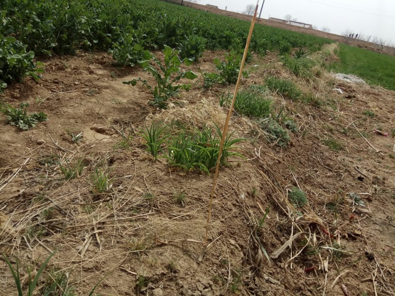 庆阳黄花菜根种苗金针菜苗萱草根农家黄花菜苗
