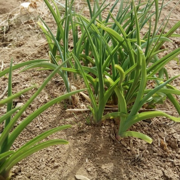 庆阳黄花菜根种苗金针菜苗萱草根农家黄花菜苗