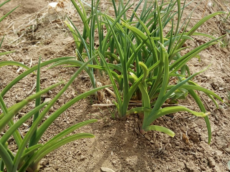 庆阳黄花菜根种苗金针菜苗萱草根农家黄花菜苗