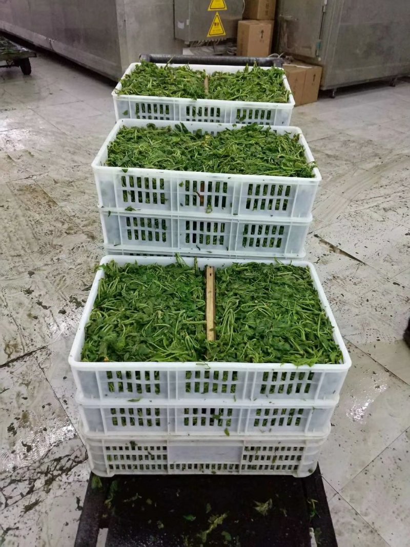 香椿咸菜，，，。