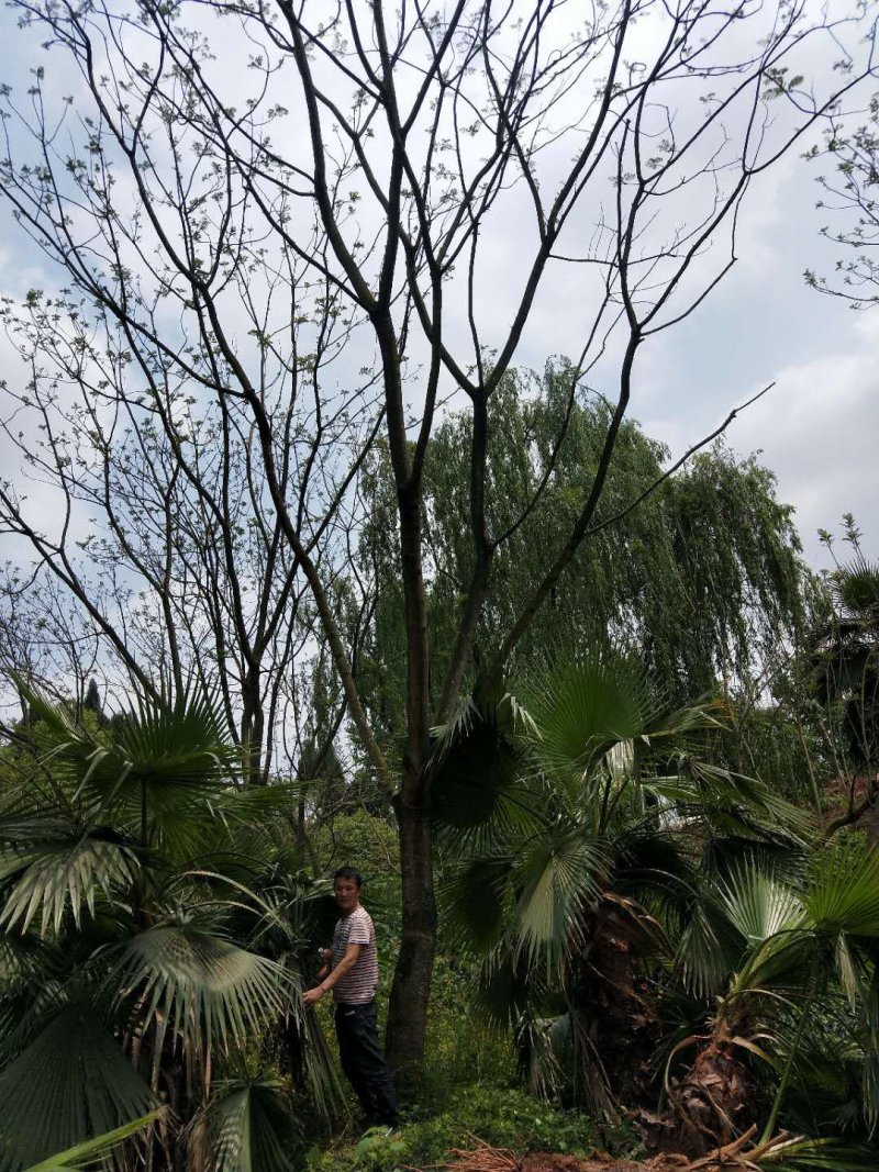蓝花盈树形漂亮，现货
