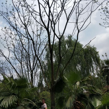 蓝花盈树形漂亮，现货