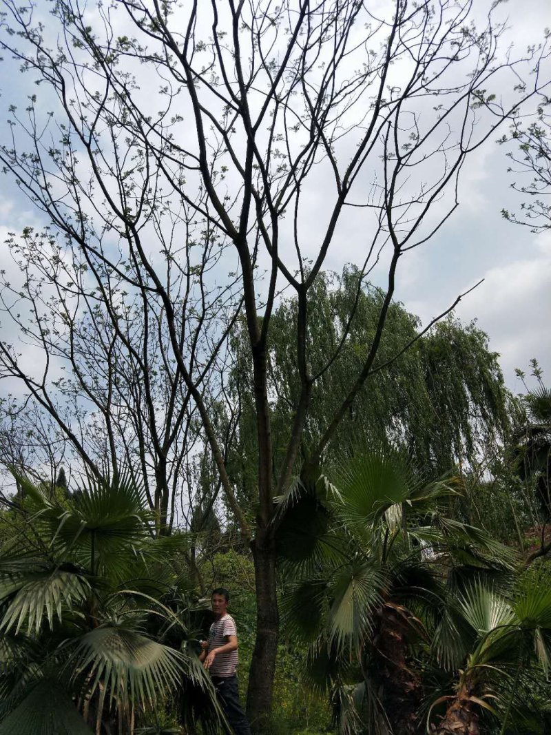 蓝花盈树形漂亮，现货