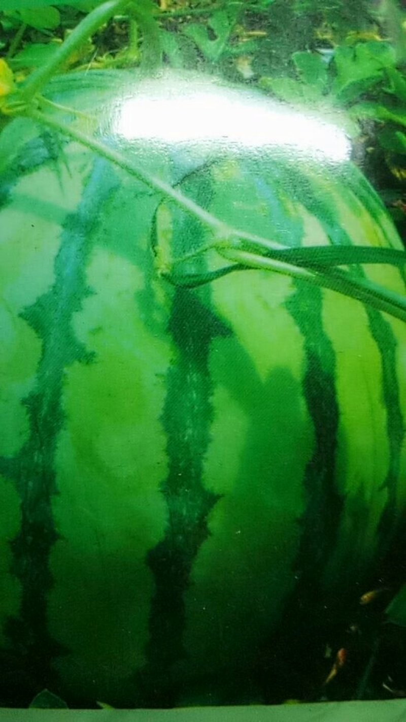 西瓜
