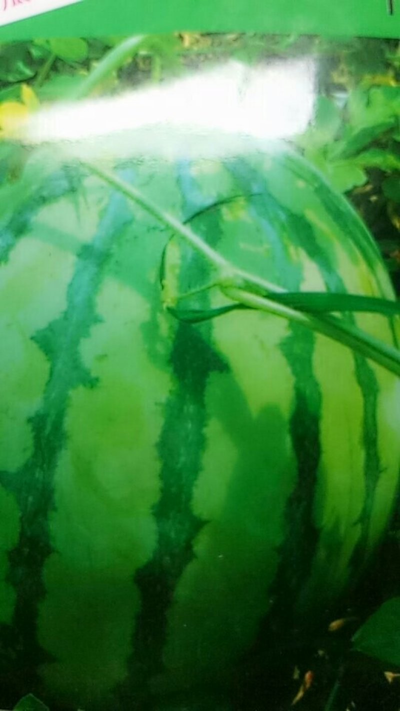 西瓜