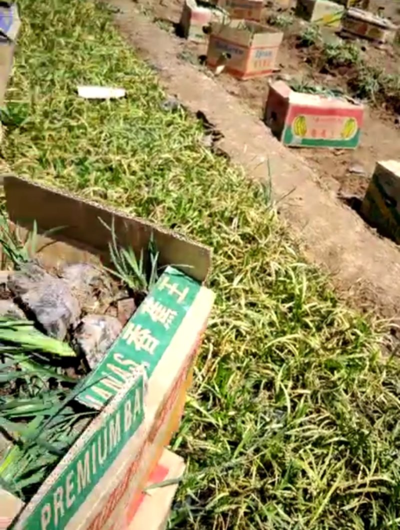 多芽马兰各类花卉苗木，价格随时波动，需要的老板询价