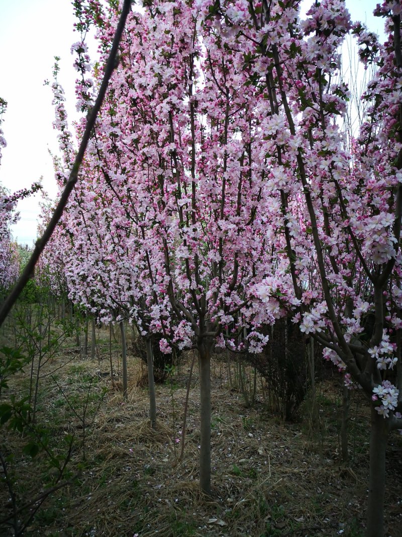 西府海棠4~6cm