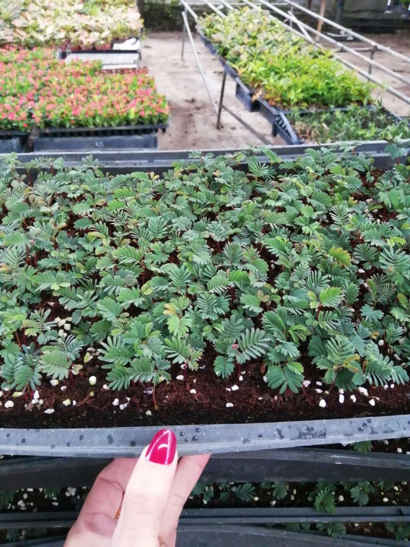 银叶金合欢种苗庭院速生观花观叶绿植美观好养