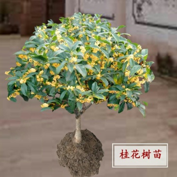 桂花树苗四季日香桂开花浓香型金桂阳台室内盆栽庭院