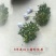 桂花树苗四季日香桂开花浓香型金桂阳台室内盆栽庭院