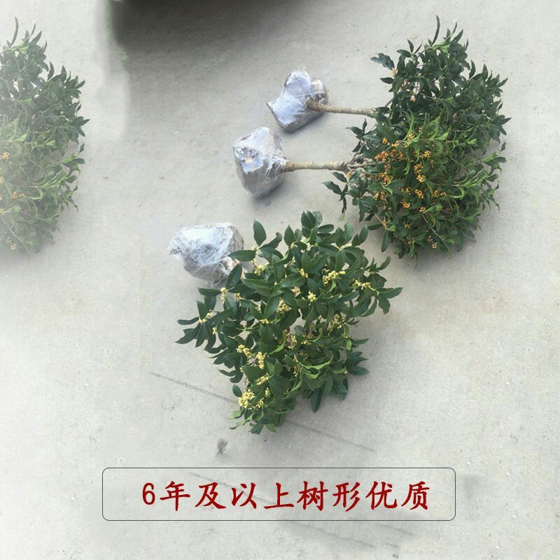 桂花树苗四季日香桂开花浓香型金桂阳台室内盆栽庭院