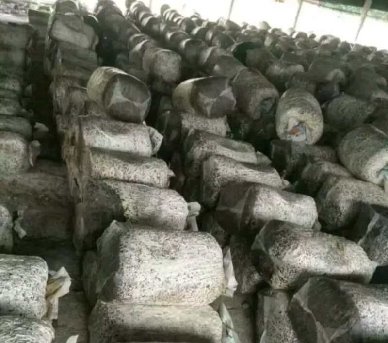 黑平茹菌棒