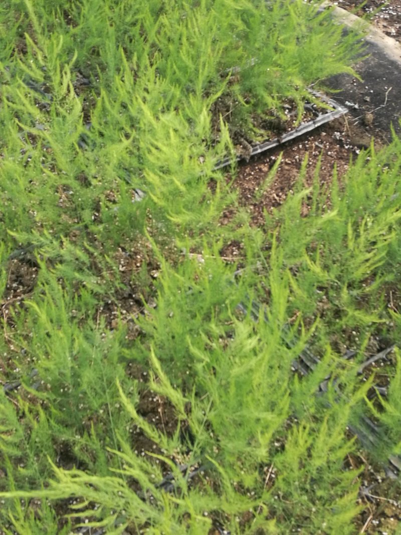 芦笋种子绿芦笋白芦笋蔬菜笋盛丰F1TC30F1