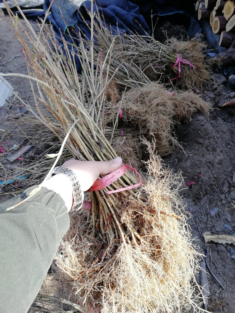 辽宁开原东北连翘小苗迎春花工程苗寸寸金杯苗繁育基地