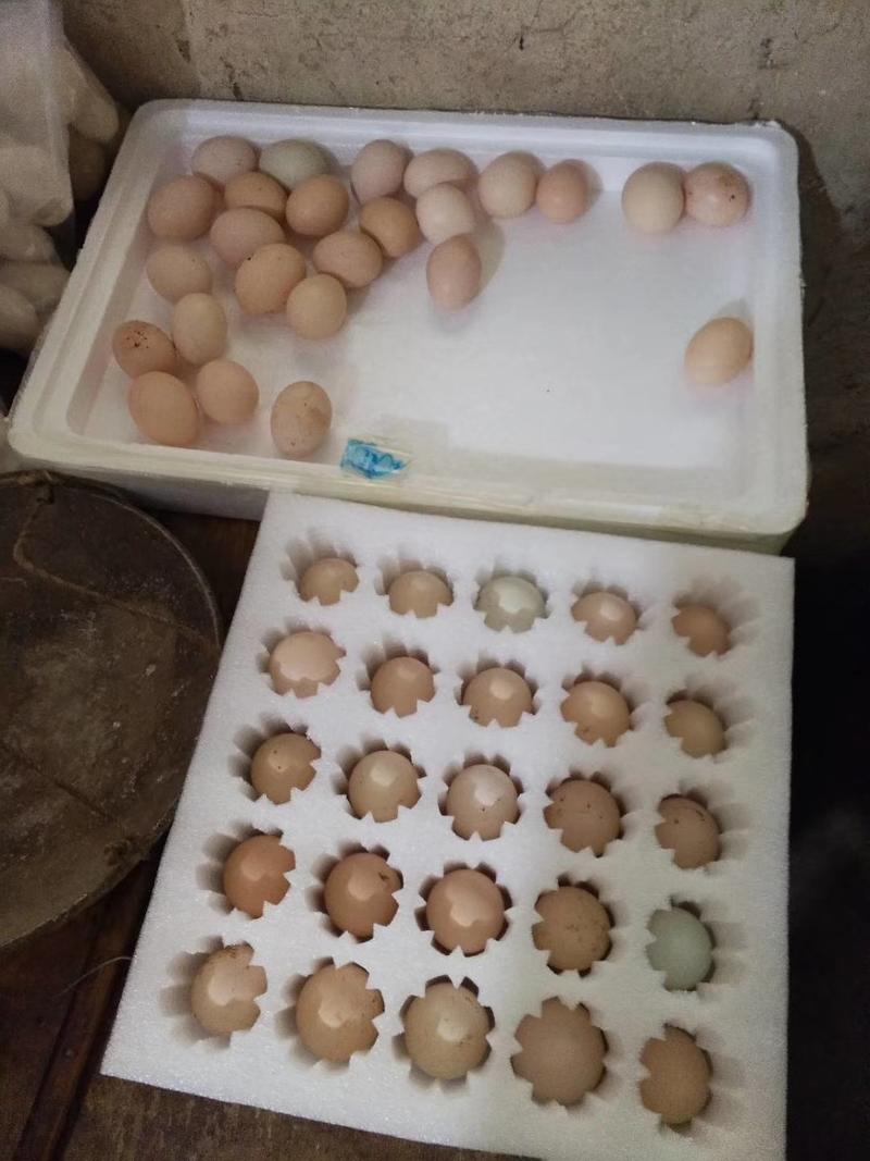 土鸡蛋，正宗农家散养土鸡蛋，吃谷子玉米