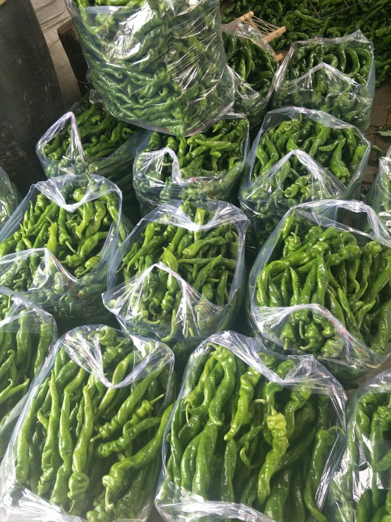 滦南杭椒5~10厘米微辣青