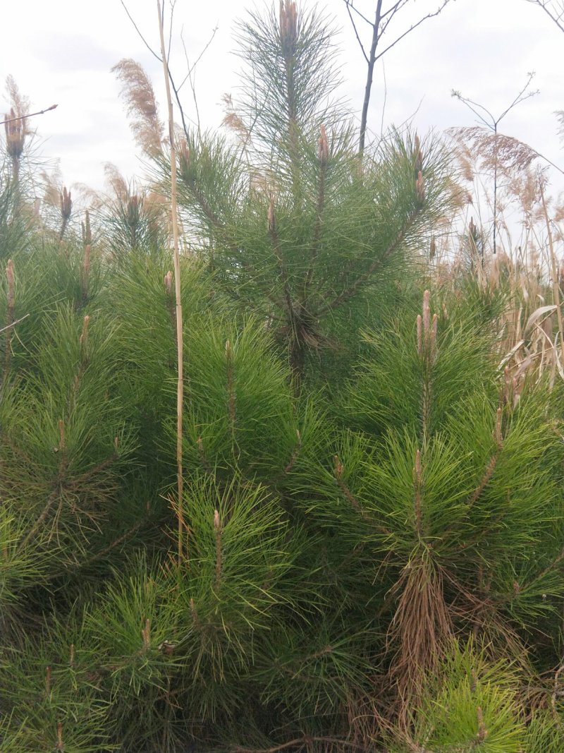油松