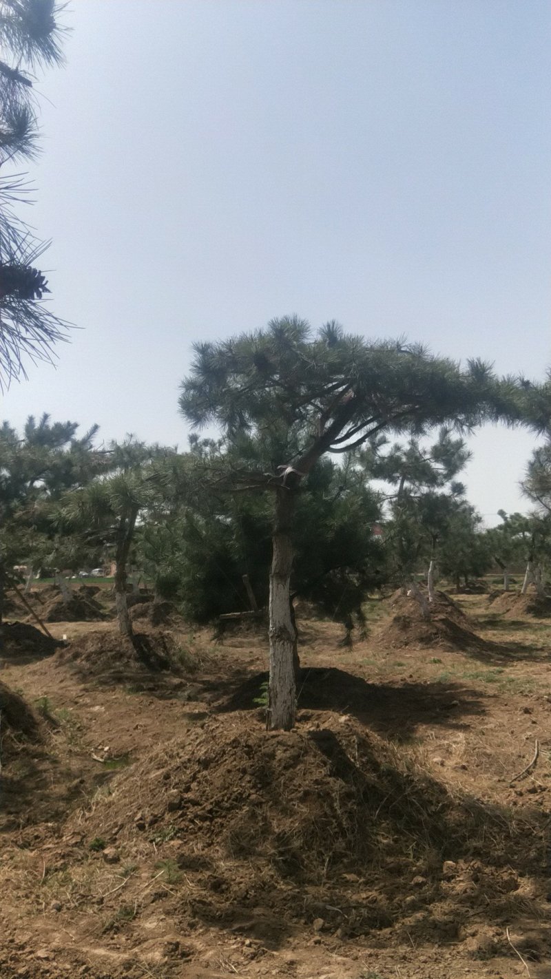 油松