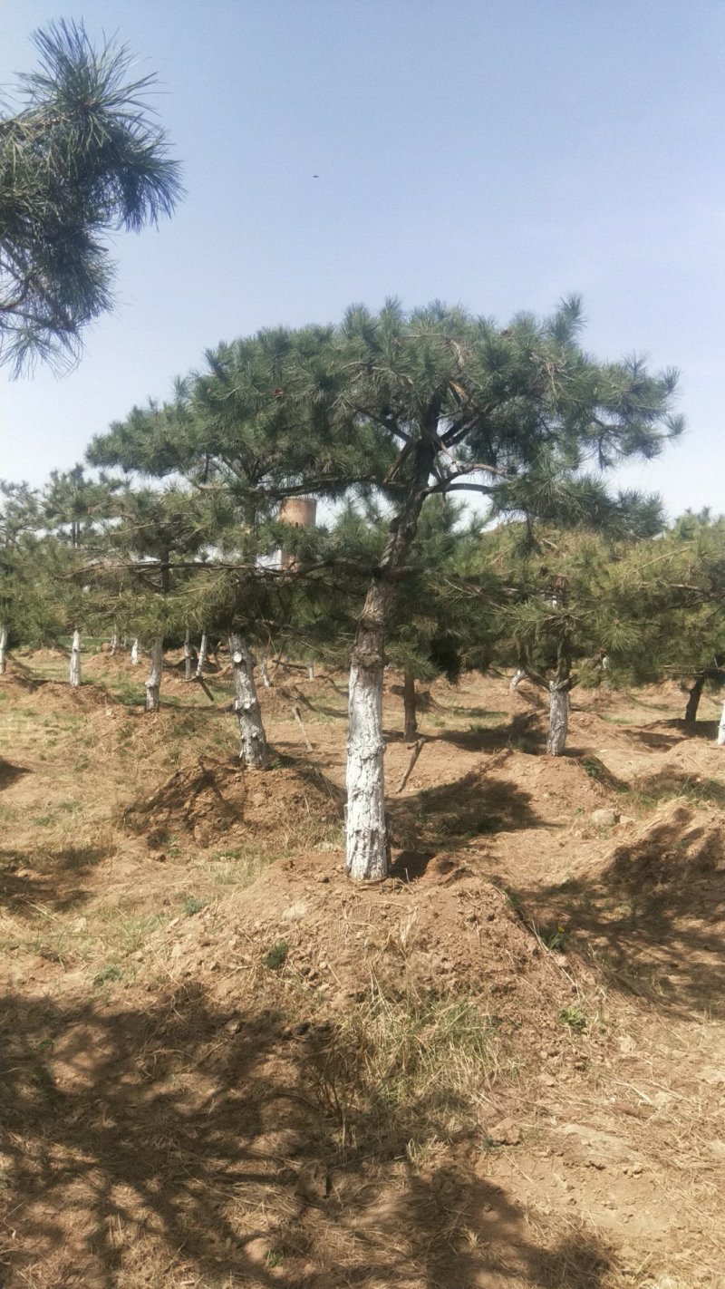 油松
