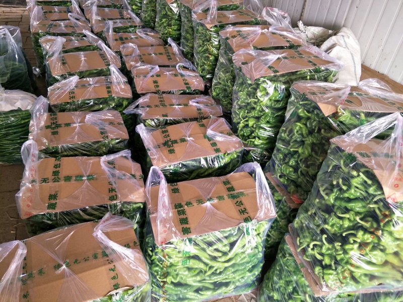 线椒15~20厘米特辣青