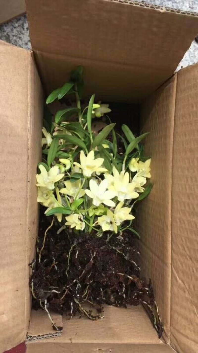 大别山石斛正宗霍山石斛