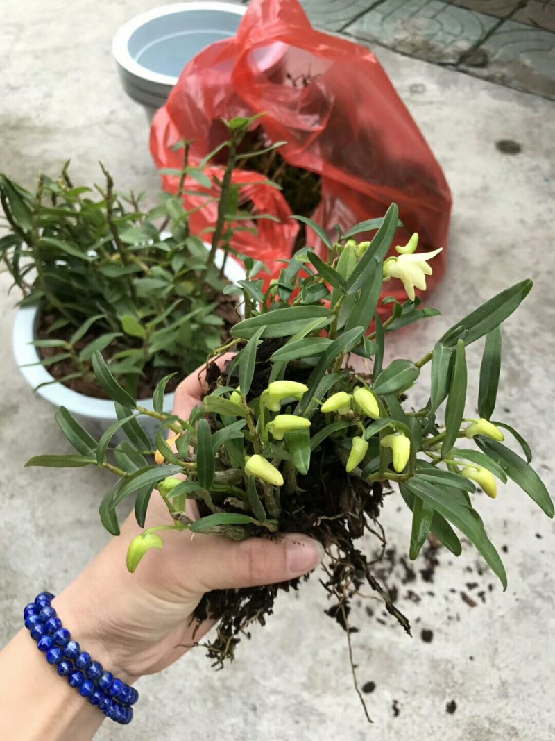 大别山石斛正宗霍山石斛
