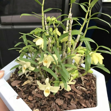 大别山石斛正宗霍山石斛