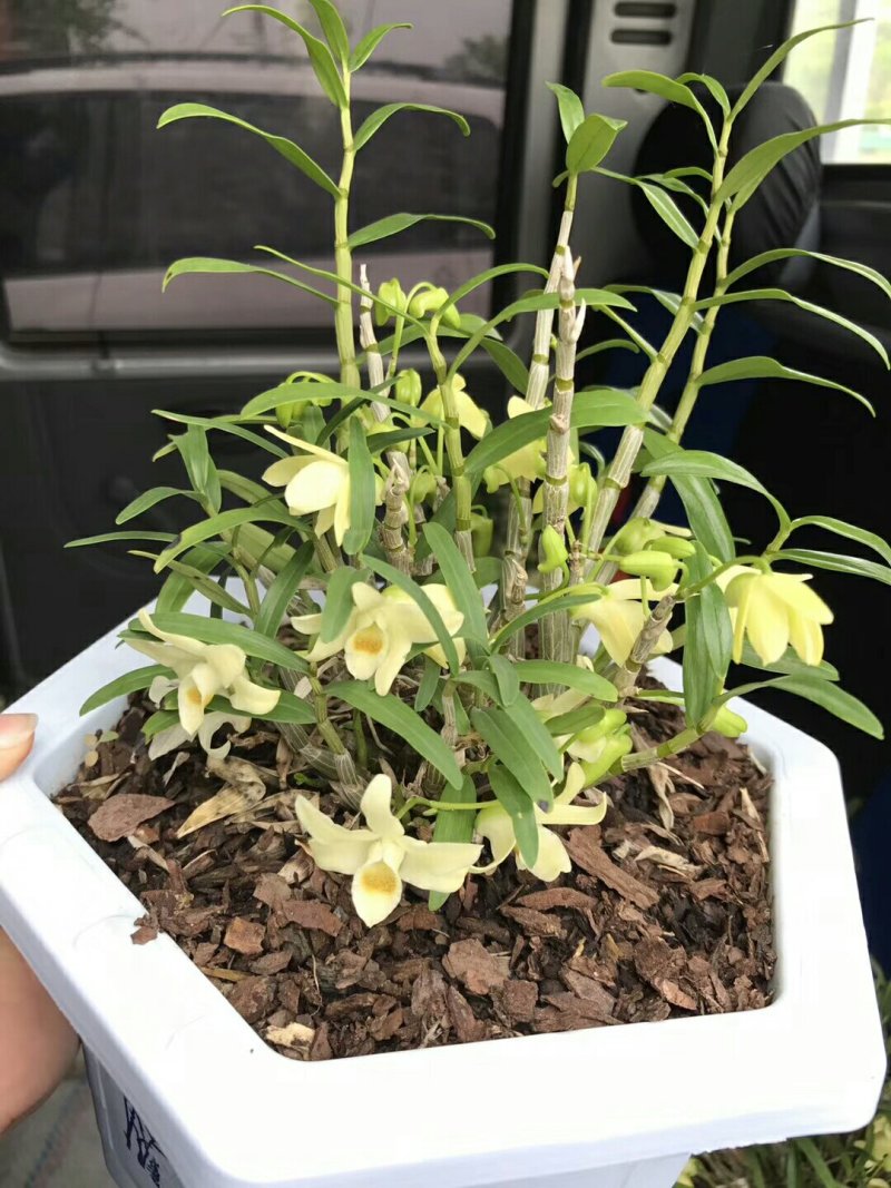 大别山石斛正宗霍山石斛