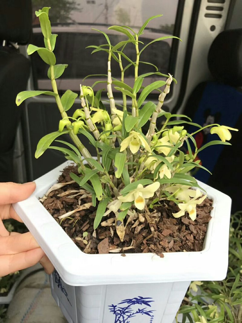 大别山石斛正宗霍山石斛
