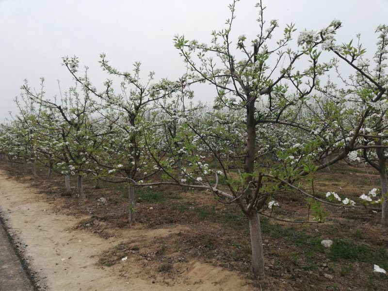 梨树.占地梨树.皇梨树.打土球翠冠梨树酥梨树