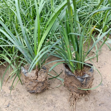 麦冬草