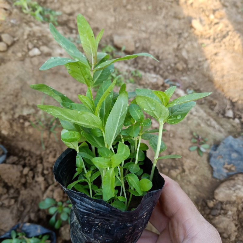 千屈菜