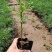波斯菊