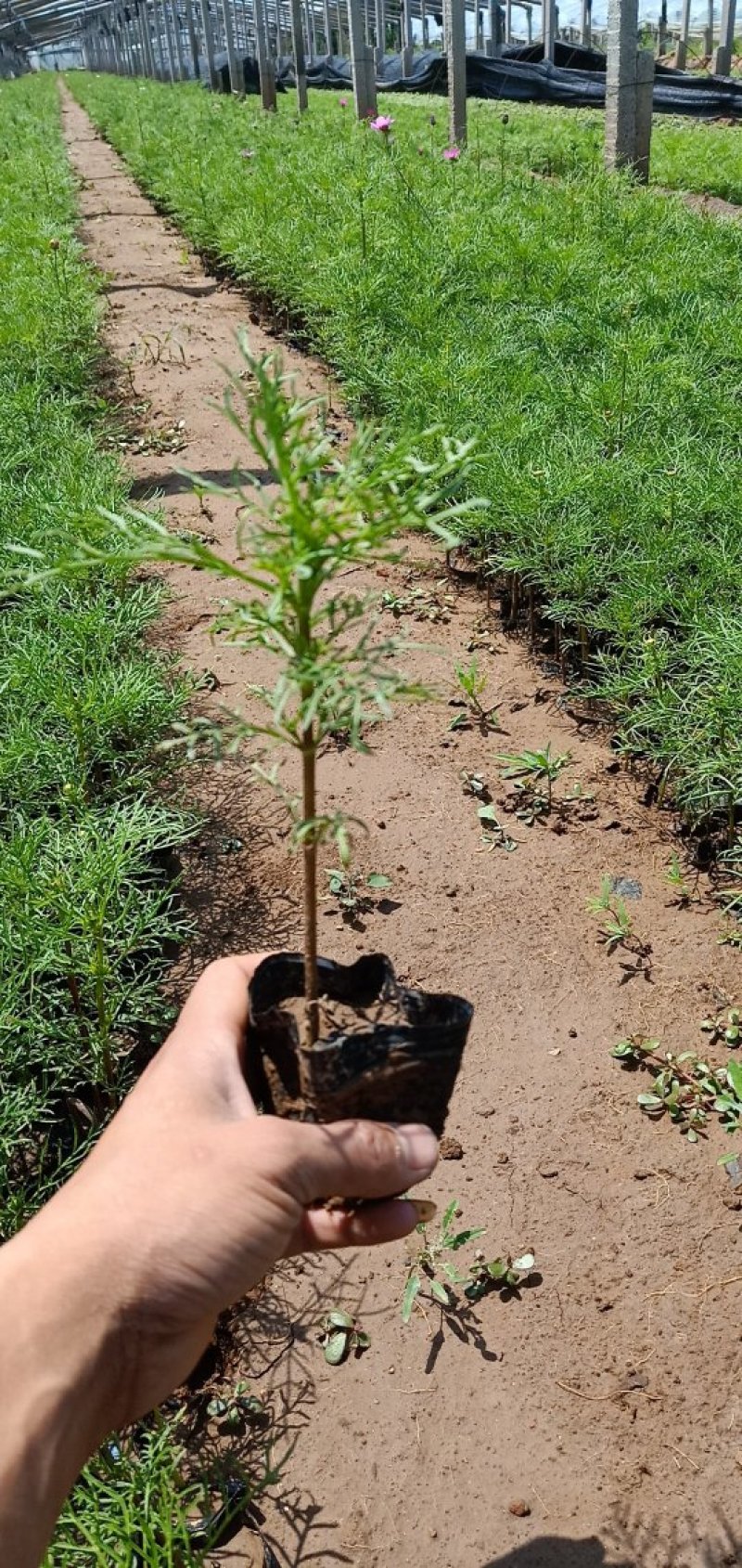 波斯菊