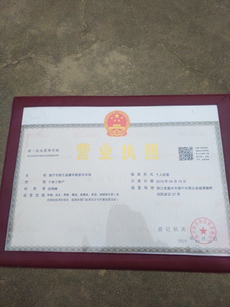 黑珍珠果桑（味甜耐寒品种南北方都可种植)