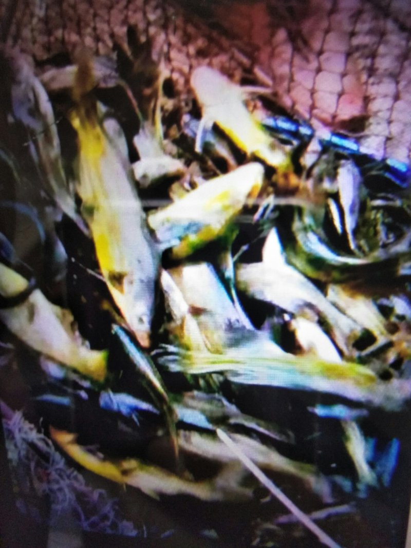 黄辣丁，黄骨鱼鱼苗，优质品种，包送，包，成活高，提供技术