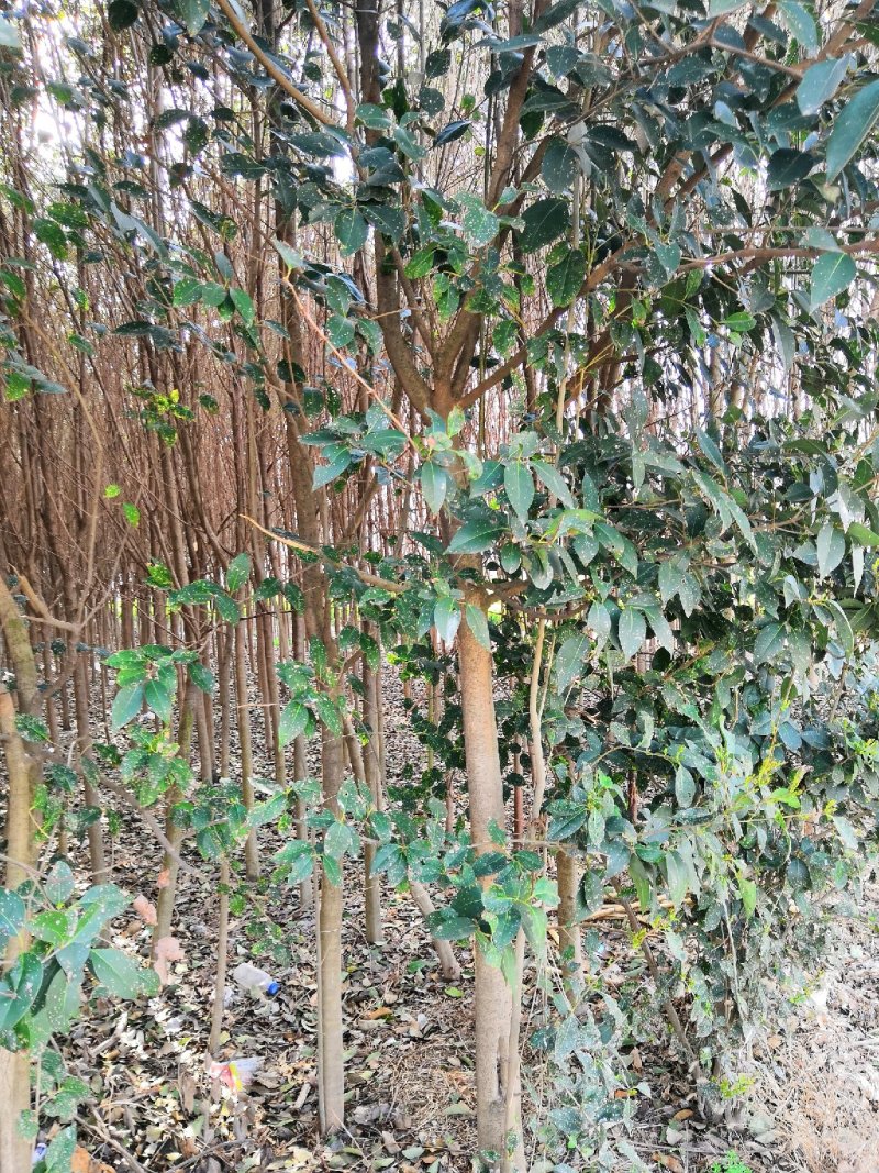 女贞