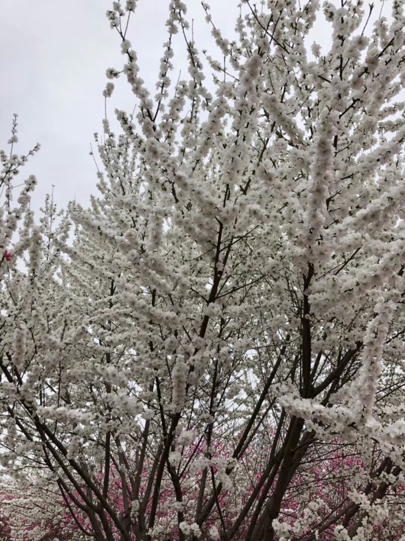 红枫