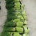 蒜薹精品蒜台儿。发市场。欢迎你来选购。精品精品。