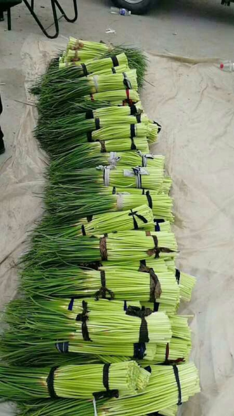 蒜薹精品蒜台儿。发市场。欢迎你来选购。精品精品。