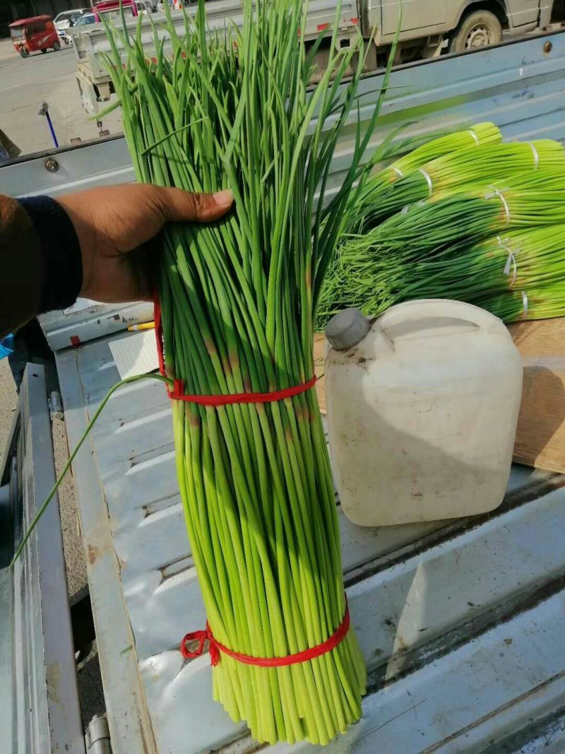 蒜薹精品蒜台儿。发市场。欢迎你来选购。精品精品。