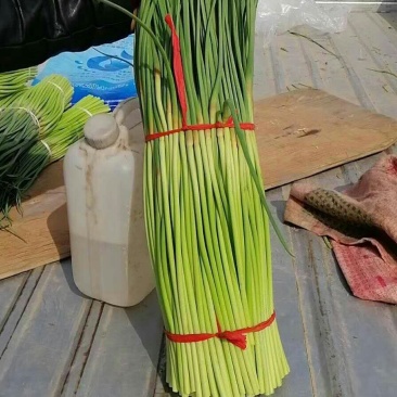 蒜薹精品蒜台儿。发市场。欢迎你来选购。精品精品。