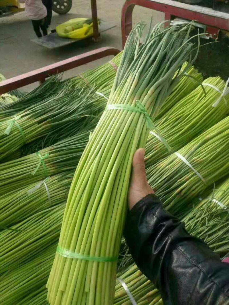蒜薹精品蒜台儿。发市场。欢迎你来选购。精品精品。