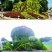 定制绿雕五色草植物绿雕动物绿雕工艺品五色草雕塑绿雕大型