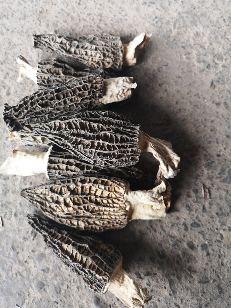 干羊肚菌6一8公分带脚