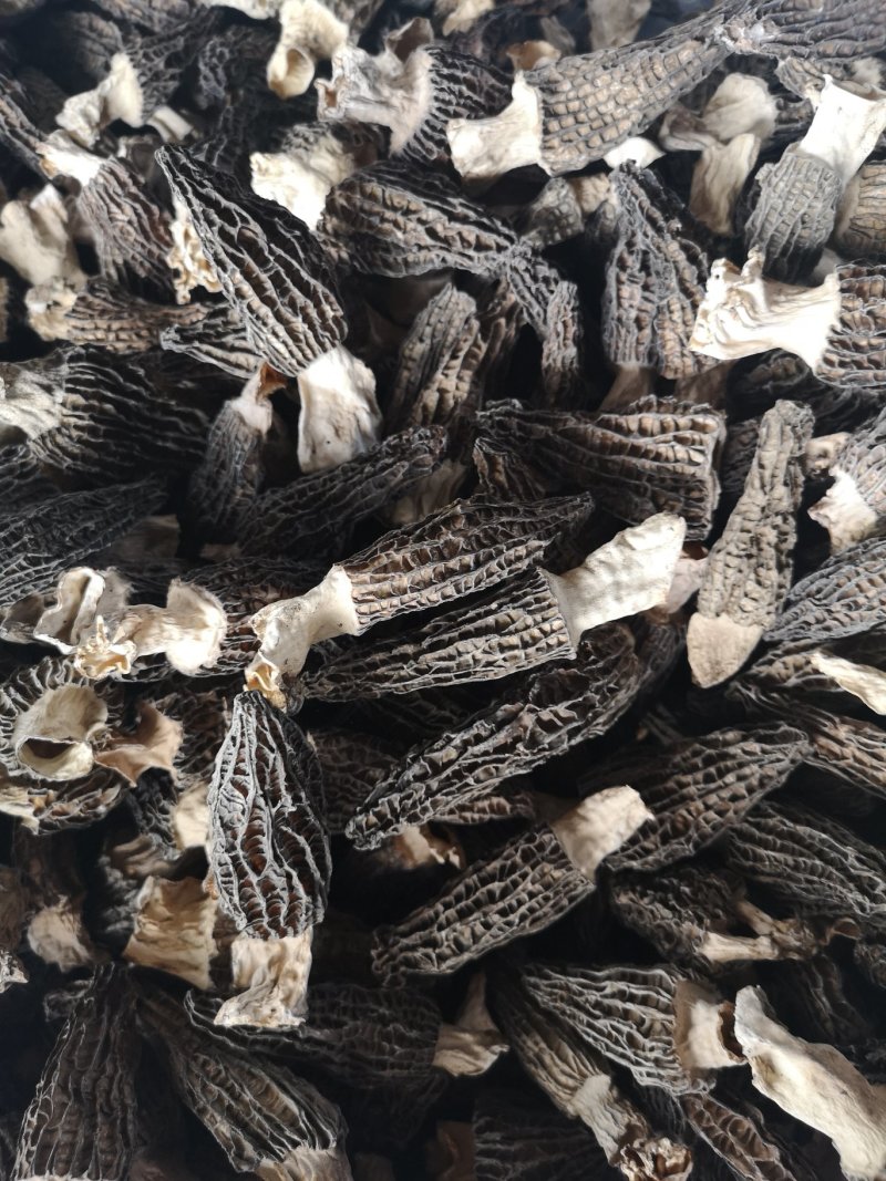 干羊肚菌6一8公分带脚