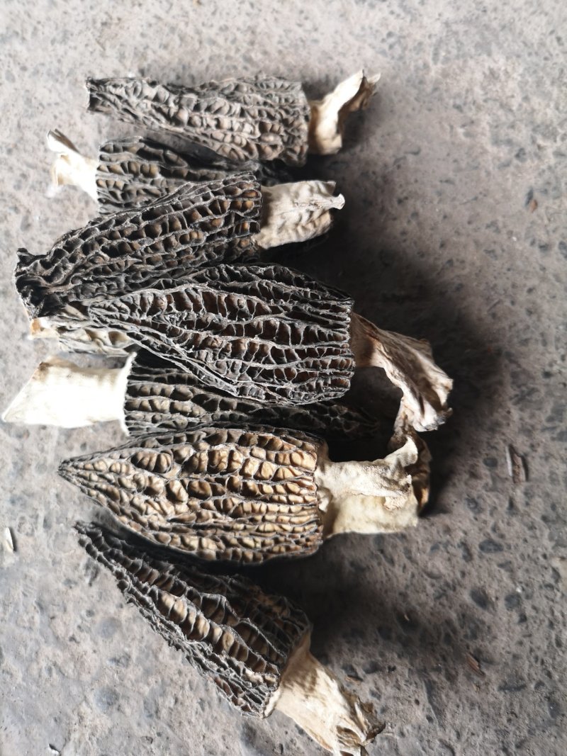 干羊肚菌6一8公分带脚