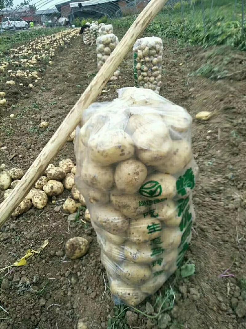 土豆（产地直供）3量起装半斤以上百分之90以上皮毛亮靓丽
