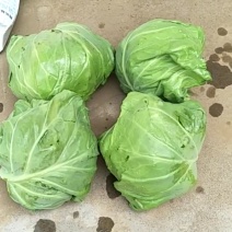 新鲜甘蓝